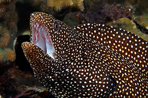 Gymnothorax meleagris